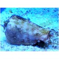 STROMBUS (CONCH)